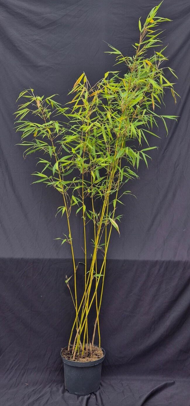 Robusta Pingwu bamboeplant in 5 liter pot.