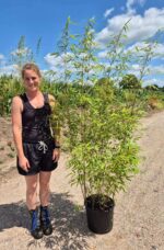 Fargesia Rufa niet woekerende bamboe in 15 liter pot met een hoogte van 150 centimeter. Ter illustratie in de buitenlucht.