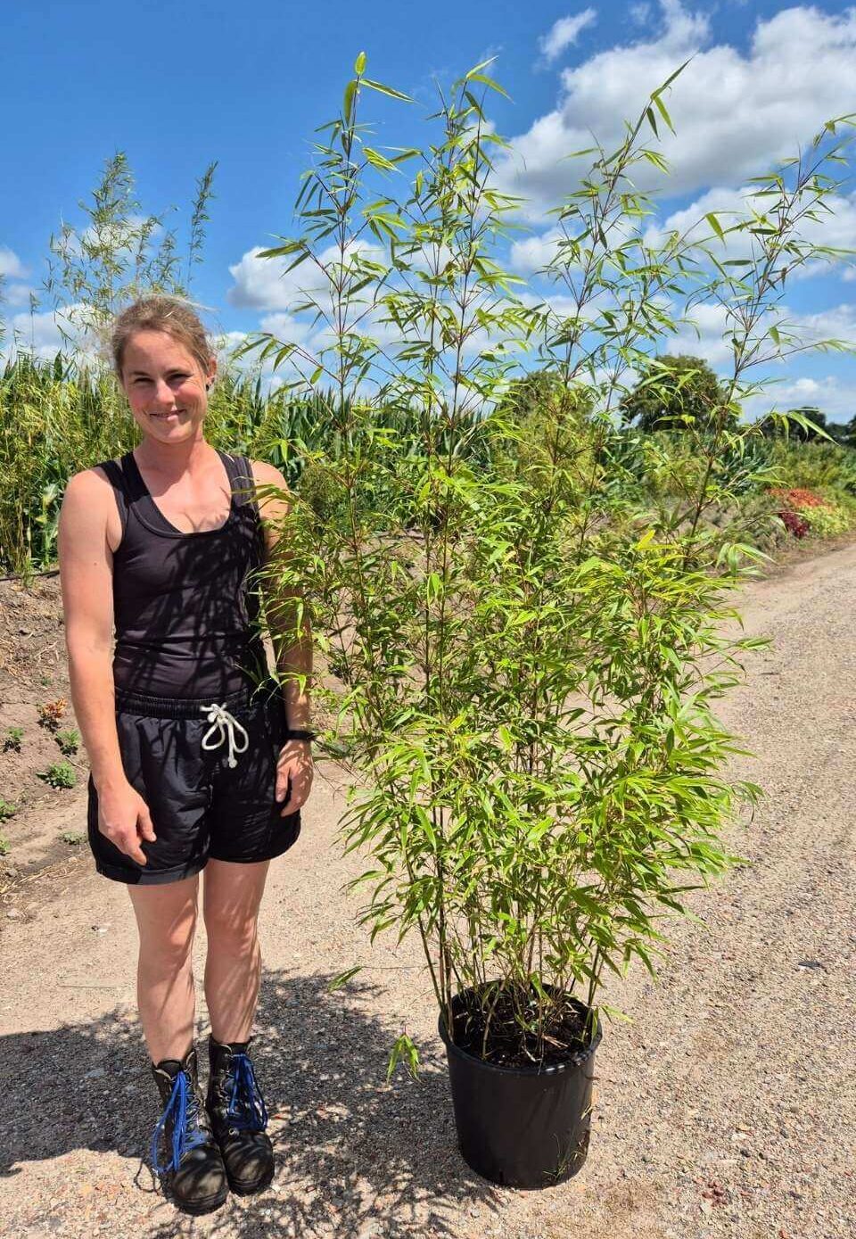 Fargesia Rufa niet woekerende bamboe in 15 liter pot met een hoogte van 150 centimeter. Ter illustratie in de buitenlucht.