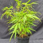 Fargesia 'Rufa' - 2L - 25-50 cm