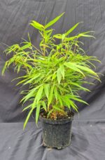Fargesia Rufa in 2 liter pot met hoogte tussen de 25 en 50 centimeter.