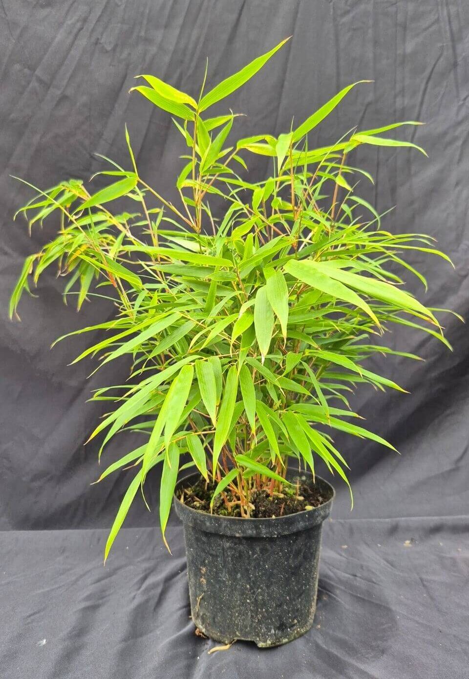 Fargesia Rufa in 2 liter pot met hoogte tussen de 25 en 50 centimeter.