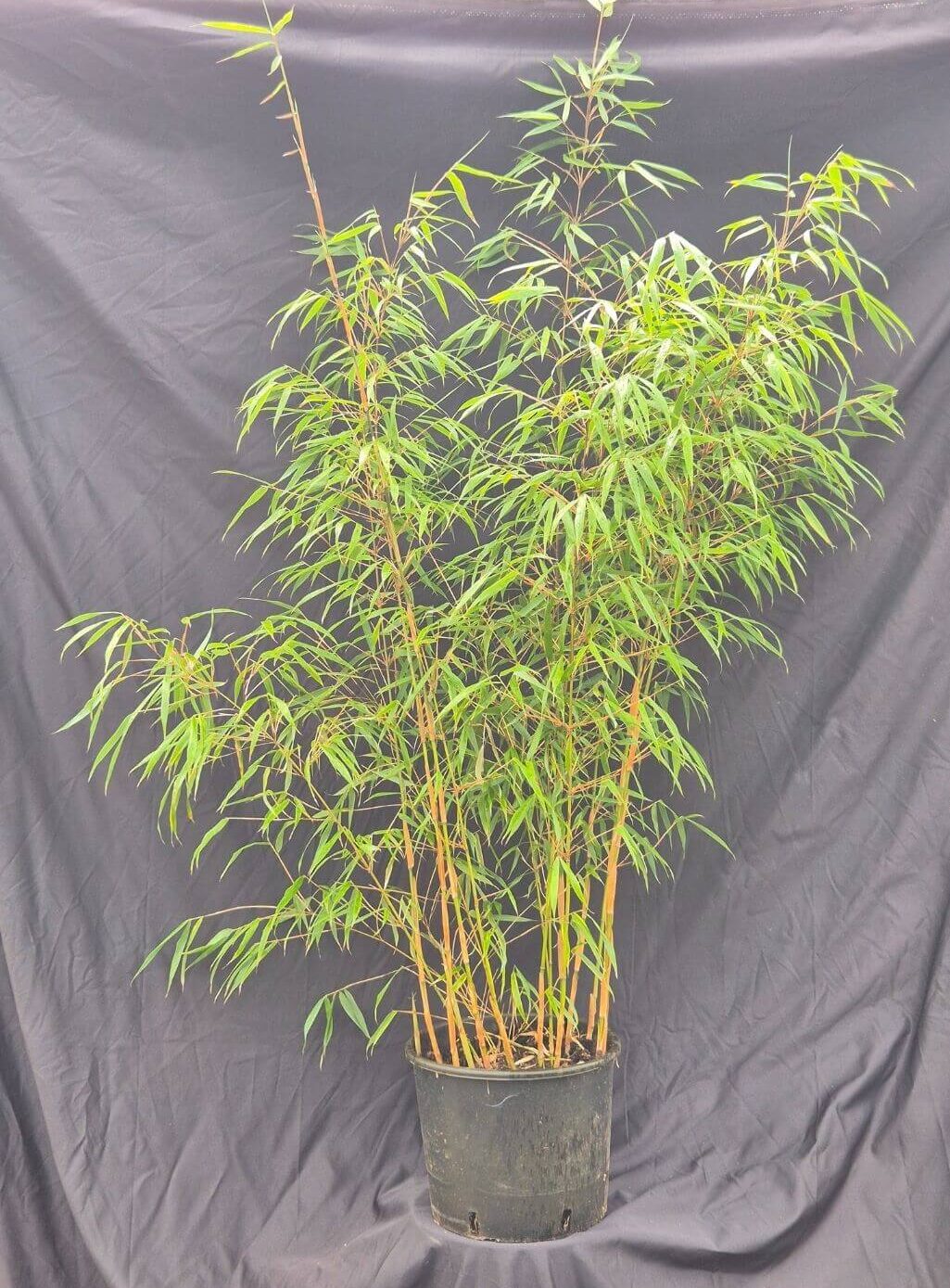Niet woekerende Fargesia Scabrida Asian Wonder in 10 liter pot met een hoogte van 75+ centimeter.