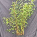 Scabrida Asian Wonder Bamboe 10L - 75cm+