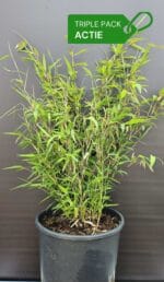 fargesia winter joy bamboe planten drie in doos