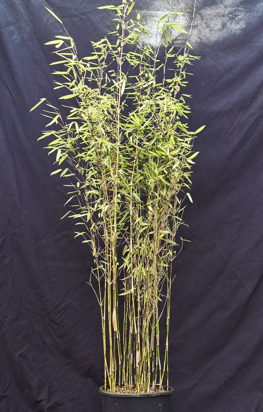 Fargesia jiuzhaigou 1 in 5.5 liter pot met een hoogte van 125+ centimeter.