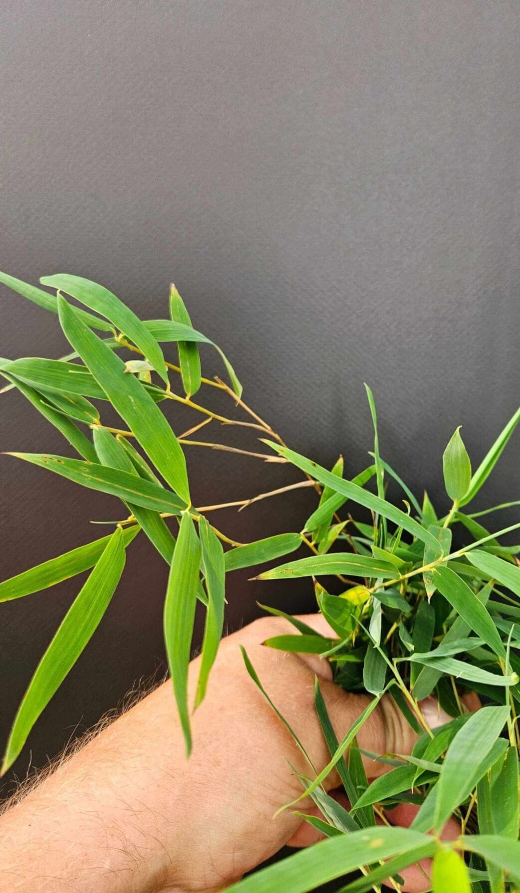 fargesia jiuzhaigou 1 bamboe blad