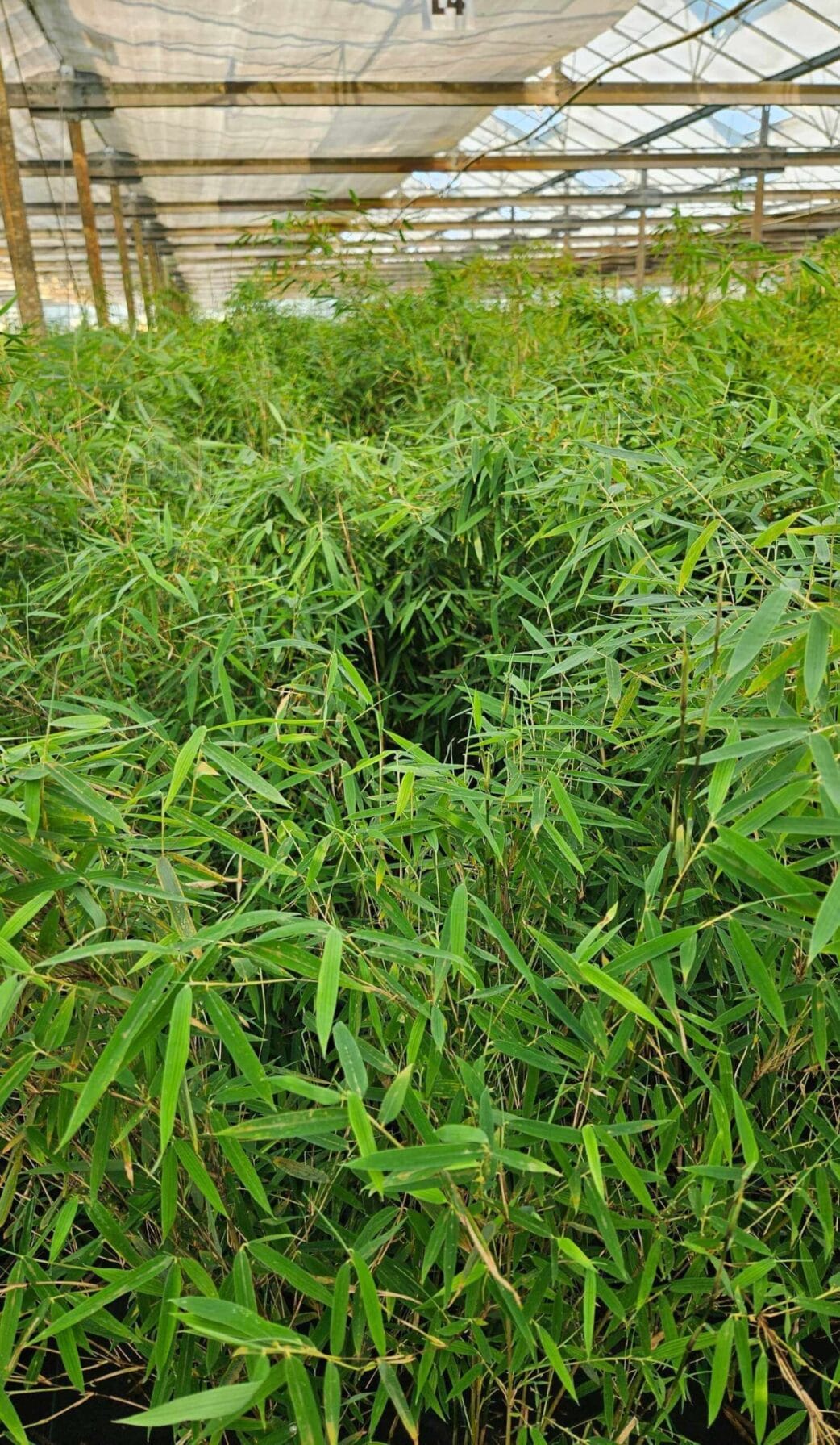 fargesia jiuzhaigou 1 bamboe kas kwekerij