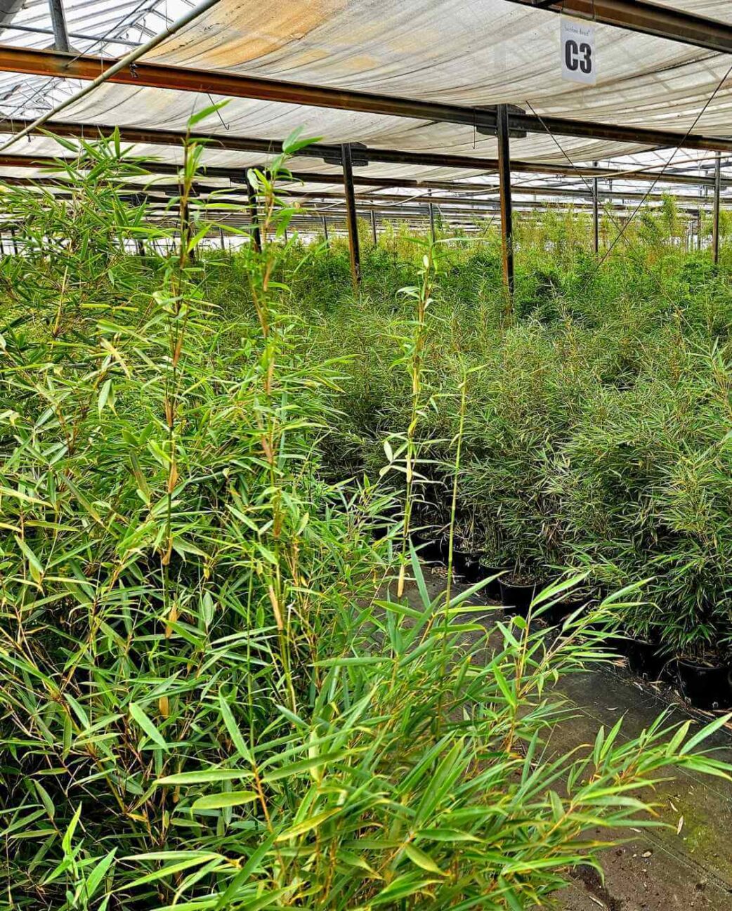 fargesia jiuzhaigou bamboe kwekerij