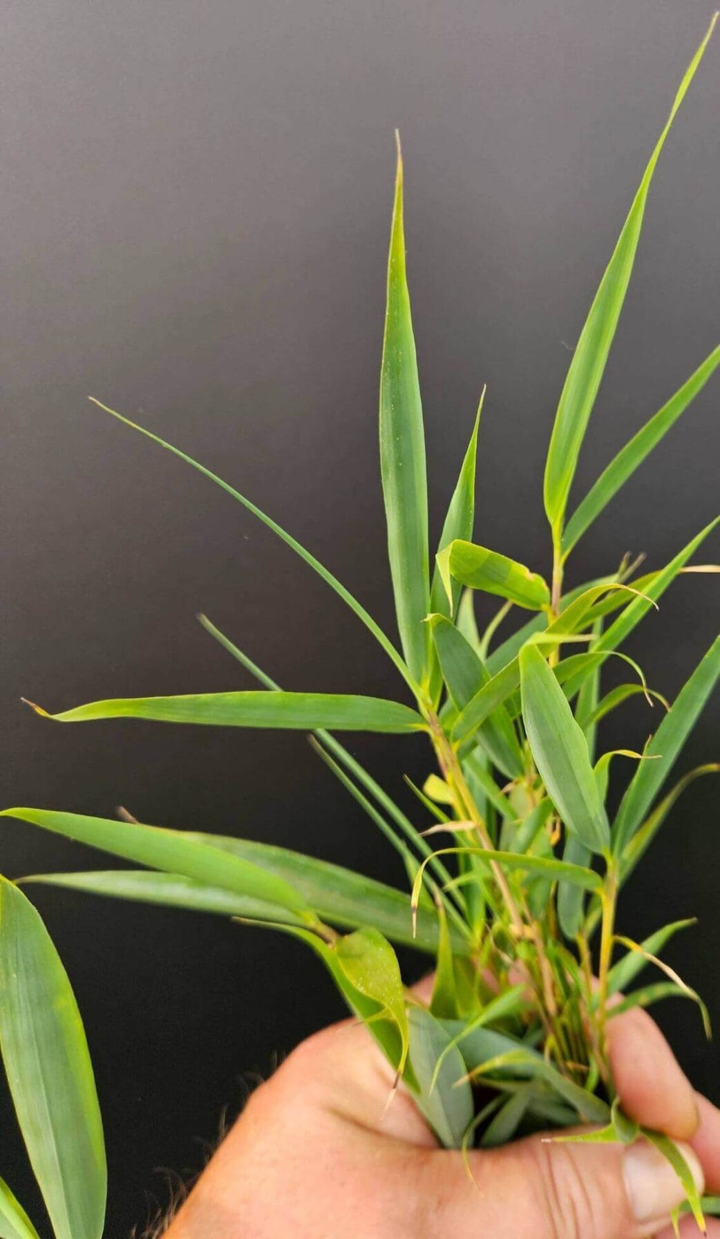 fargesia robusta campbell bamboe blad