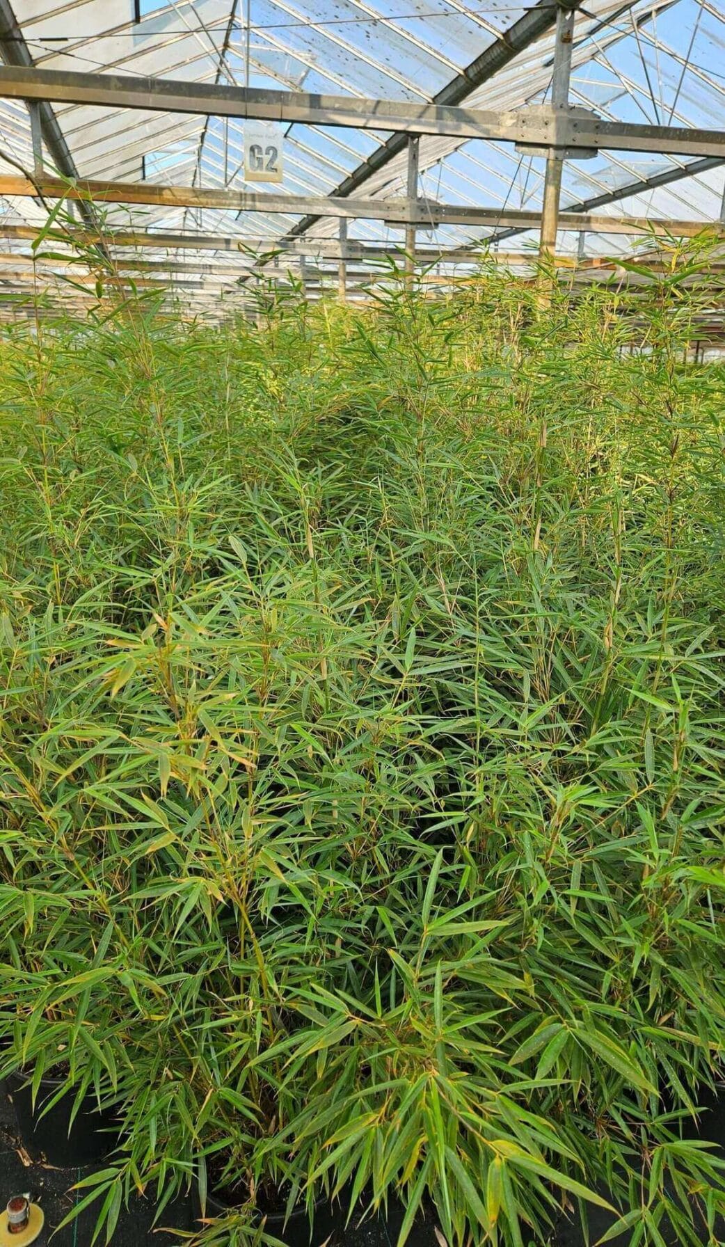 fargesia robusta campbell kwekerij kas