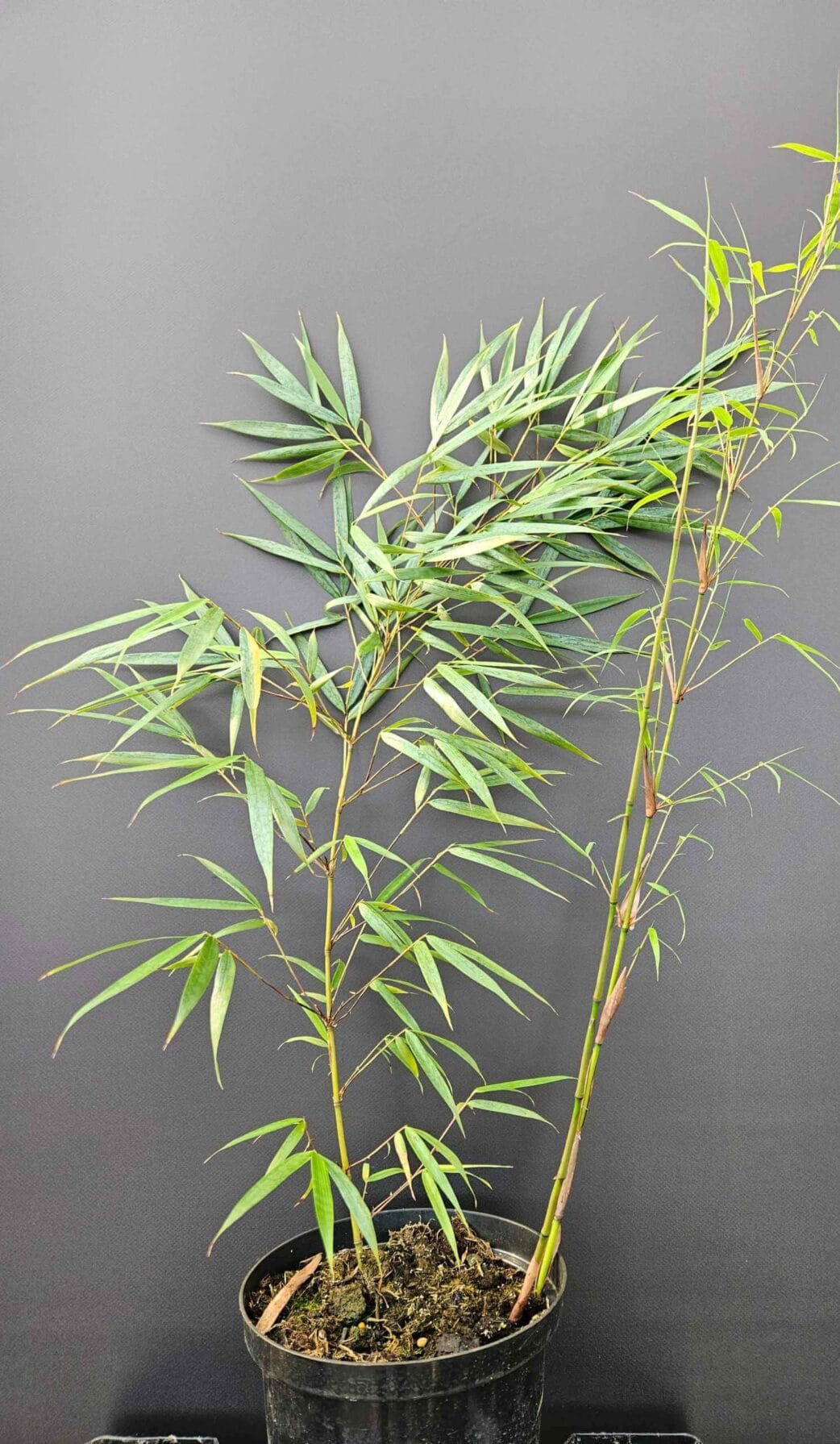 fargesia scabrida asian wonder bamboe haag plant