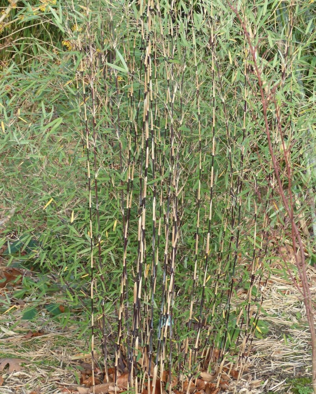 Fargesia sp Jiuzhaigou Deep Purple bamboe