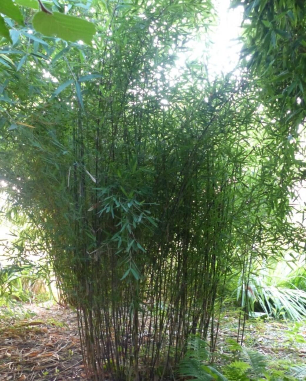 Niet woekerende Jiuzhaigou Deep Purple bamboe plant.