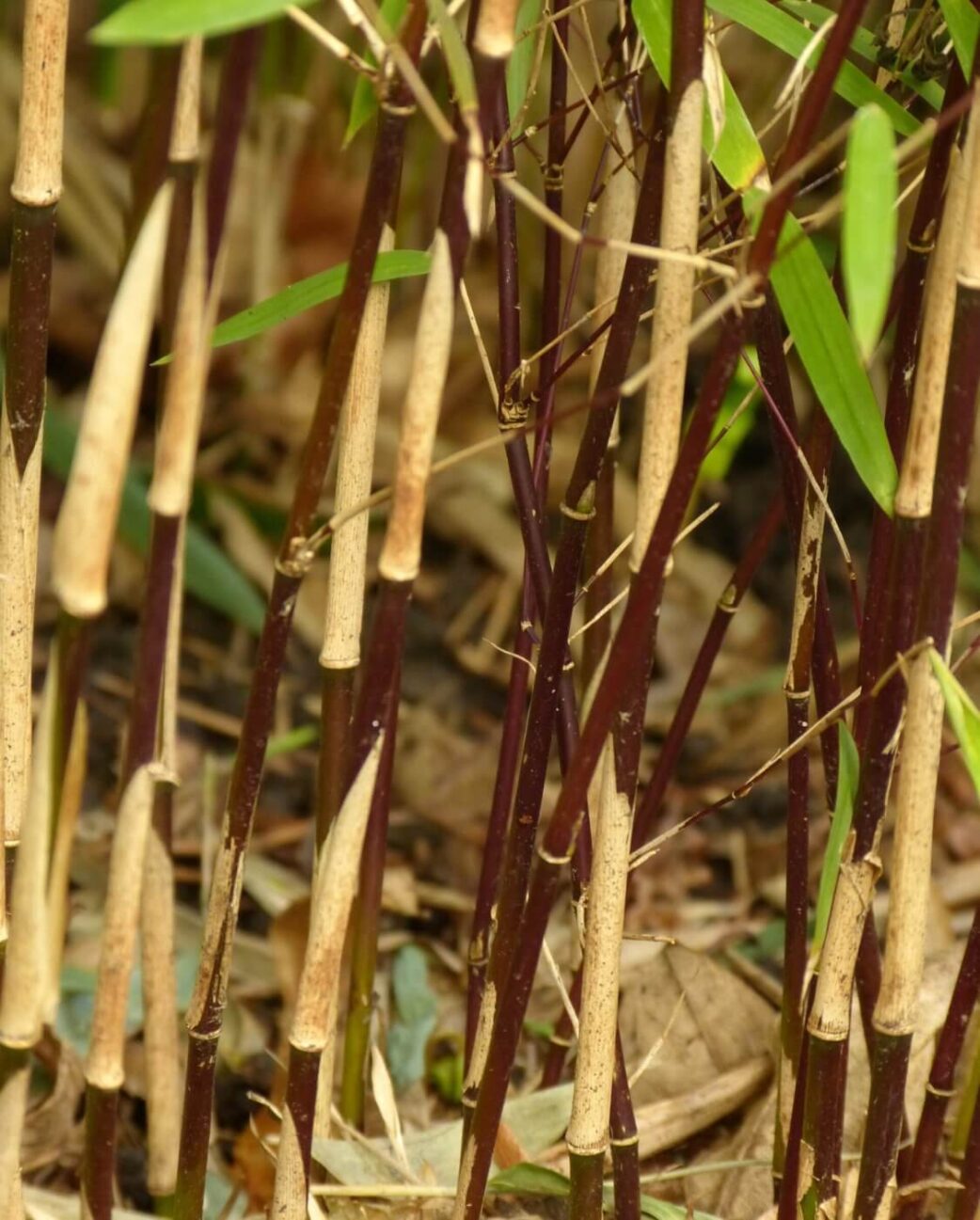 halmen van de Fargesia Jiuzhaigou Deep Purple