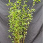 Fargesia jiuzhaigou 1 – 2.5L – 100+ cm