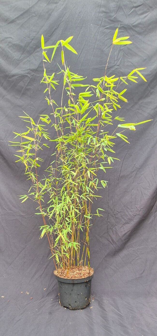 Niet woekerende jiuzhaigou 1 bamboe in 2,5 liter pot met een hoogte van 75+ centimeter.