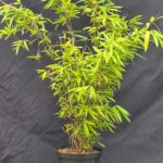Fargesia Nitida Volcano - Bamboe Plant - 2.5L kweekpot - 50+ cm