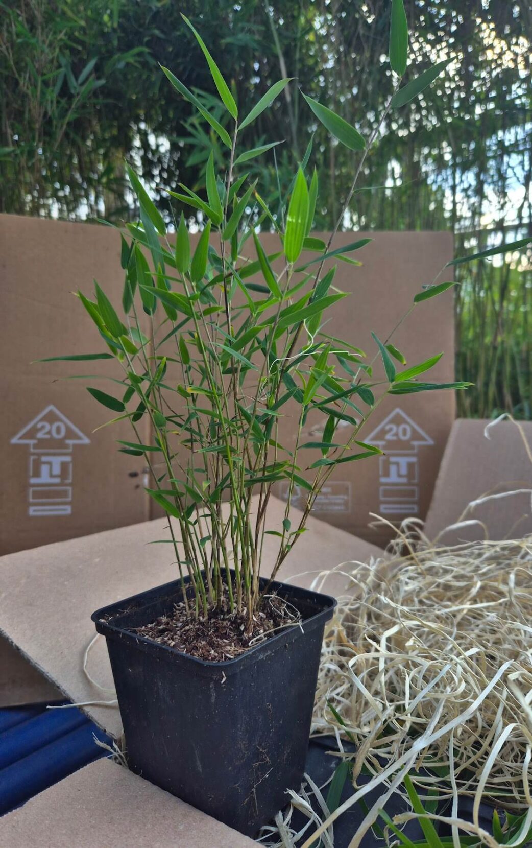 niet woekerende deep purple p9 uit doos