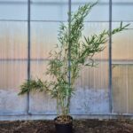 Fargesia robusta Campbell - 10L - 150cm