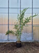Niet woekerende Robusta Campbell Bamboe in 10 liter pot met een hoogte van 150 centimeter.