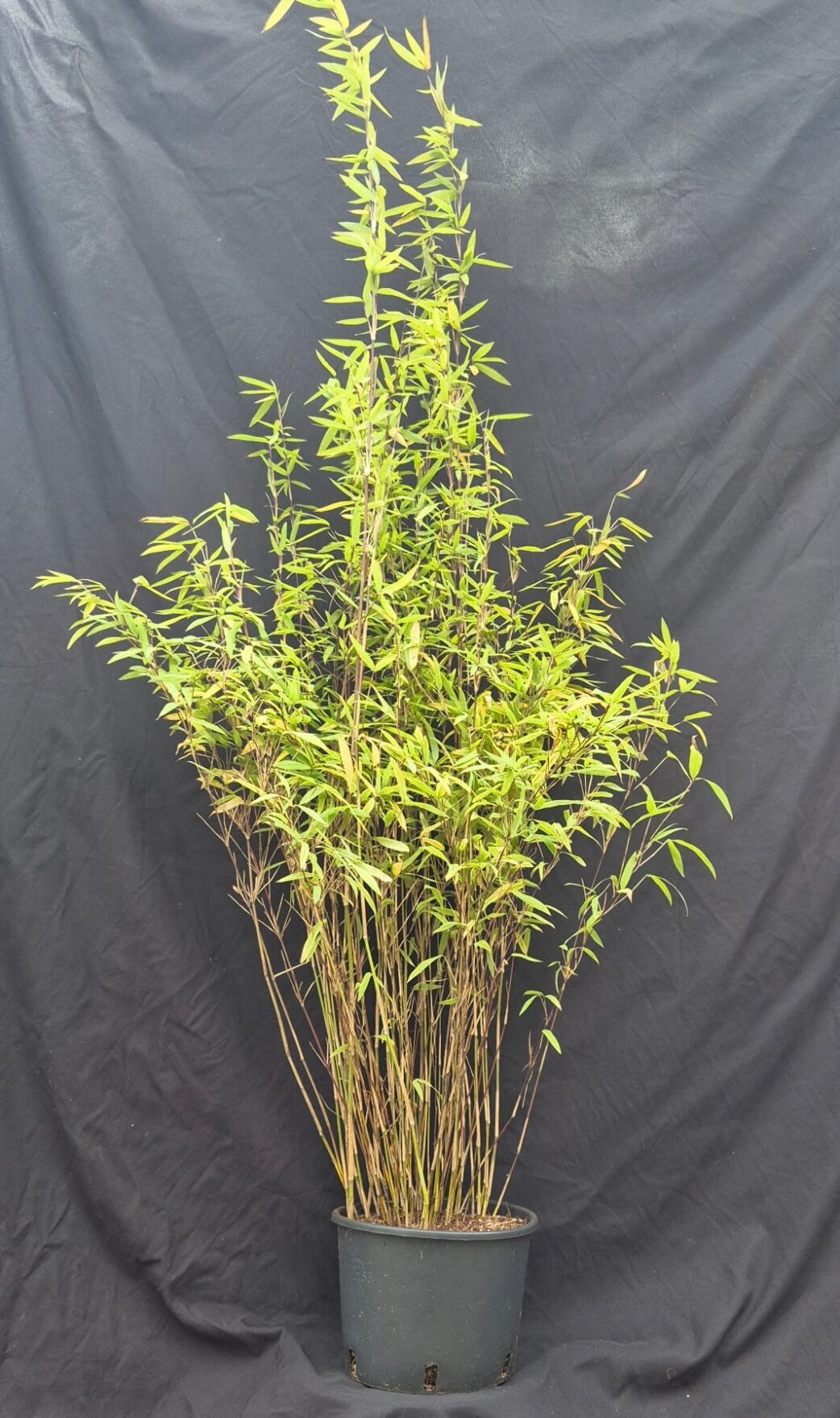 Middelgrootte niet woekerende nitida volcano in 5,5 liter pot met hoogte van 125 centimeter of hoger.