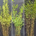 Nitida Bamboe Planten Mix 100CM - Triple pack