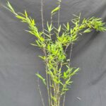 Nitida Black Pearl Bamboe 2L - 50+ cm