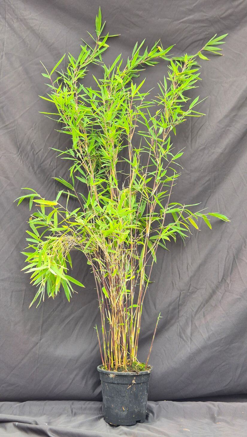 Nitida Black Pearl Bamboe 2.5L – 100+ cm