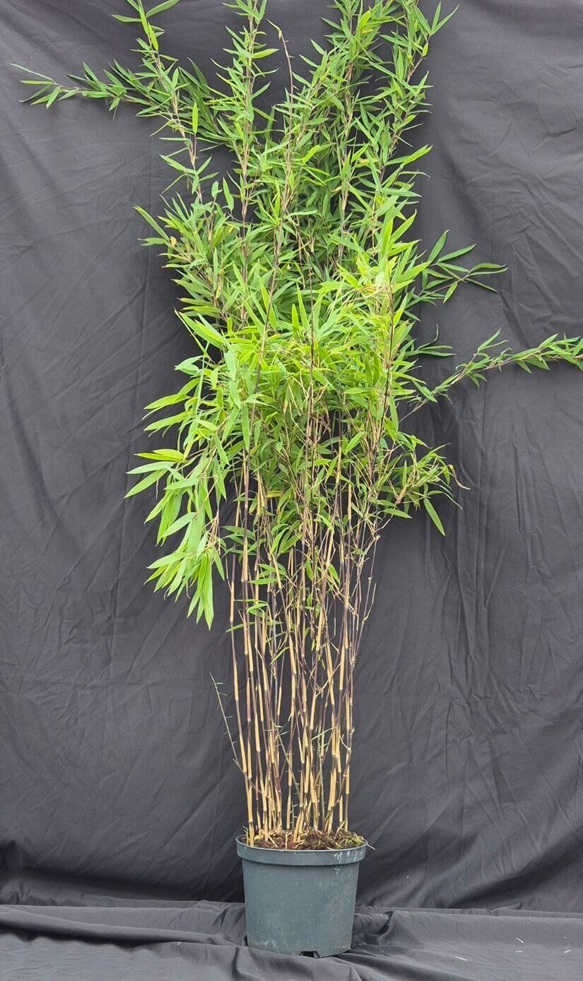 nitida black pearl 5ltr 100cm