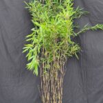 Bamboe Black Pearl 5L - 150+ cm