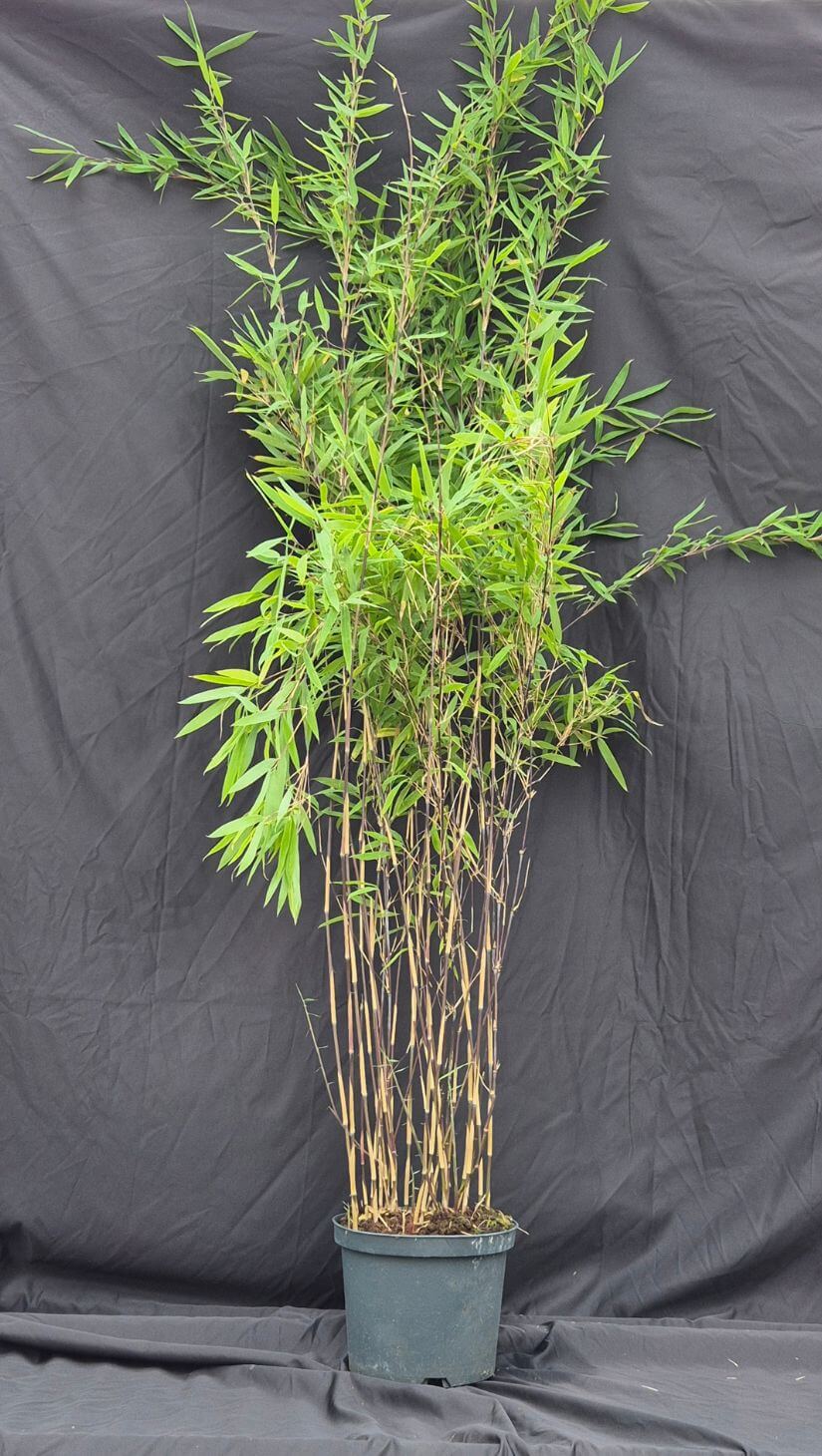 Bamboe Black Pearl 5L – 150+ cm