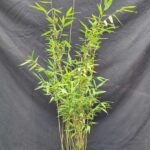 Fargesia Nitida ‘Obelisk’ 5.5L – 100+ cm