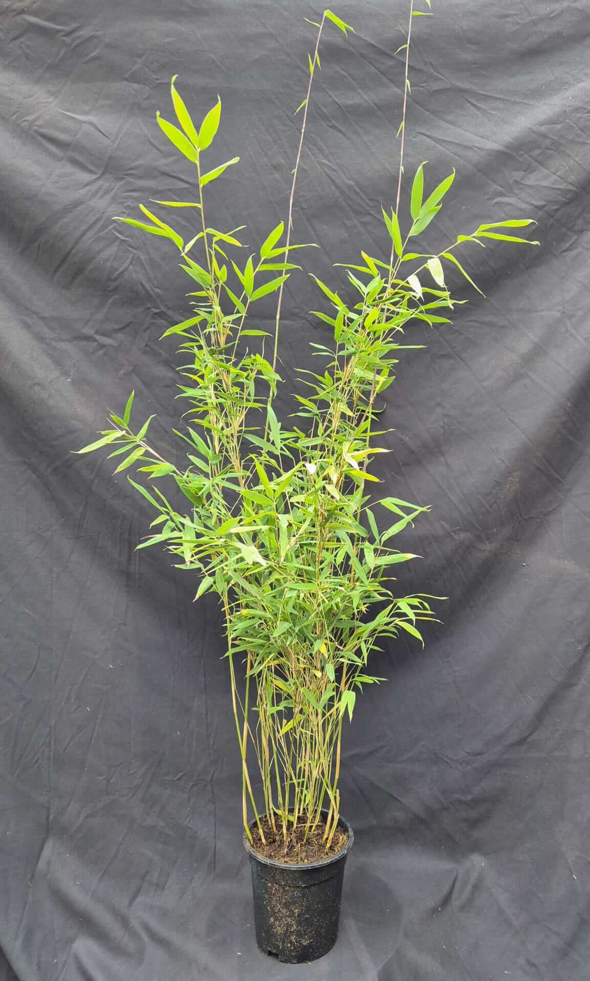 Fargesia Nitida ‘Obelisk’ 5.5L – 75+ cm