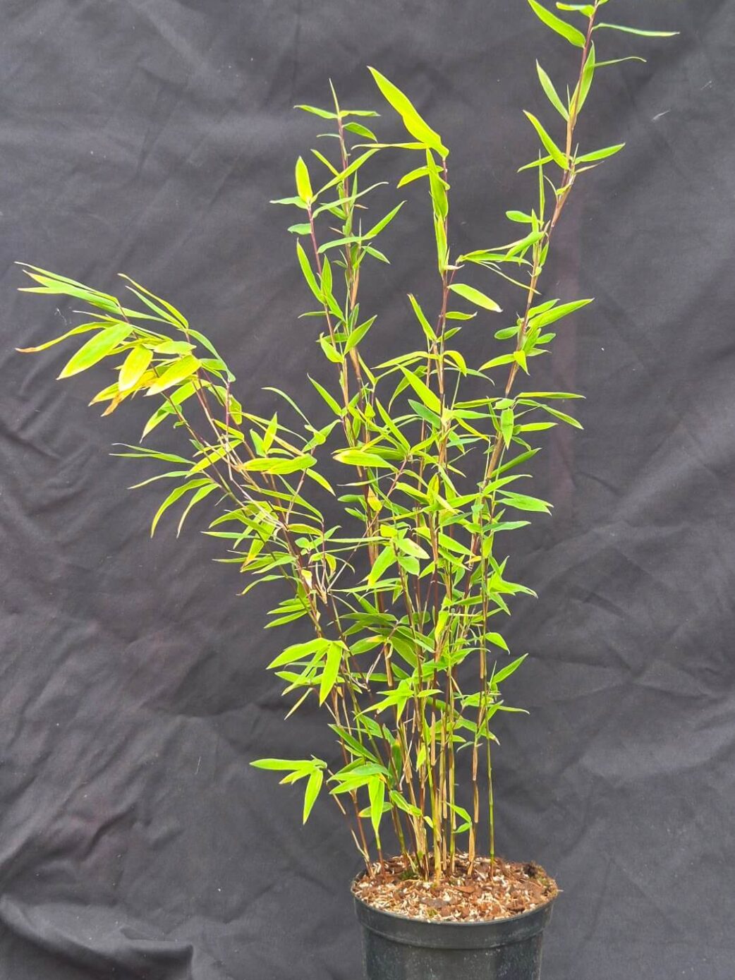 Set van 8 nitida volcano bamboe planten in doos.