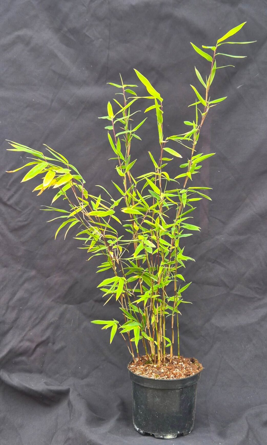Set van 8 nitida volcano bamboe planten in doos.
