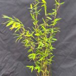 Fargesia Nitida Volcano - Bamboe Plant - 8 set - 1L kweekpot - 25+ cm