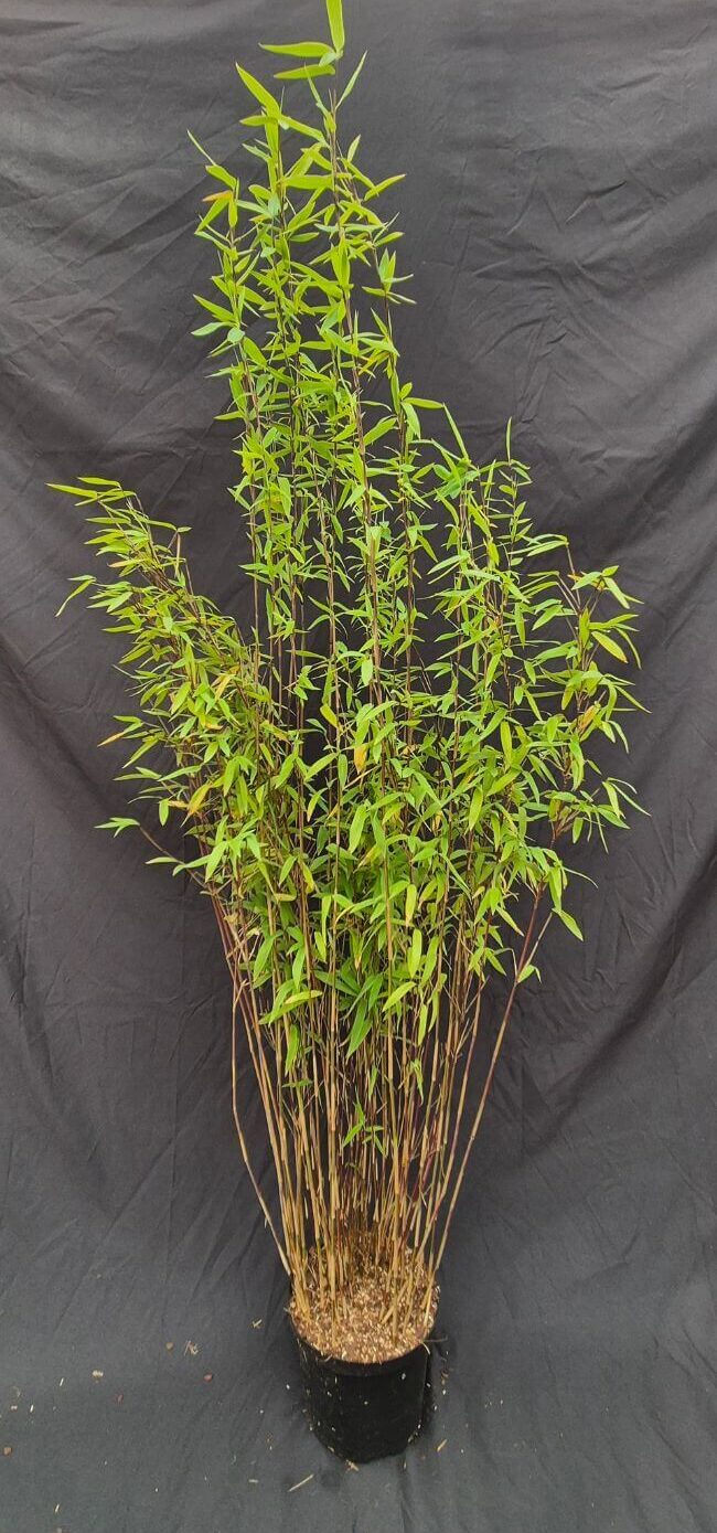 Nitida Volcano in 2,5 liter pot met hoogte van 100+ centimeter.