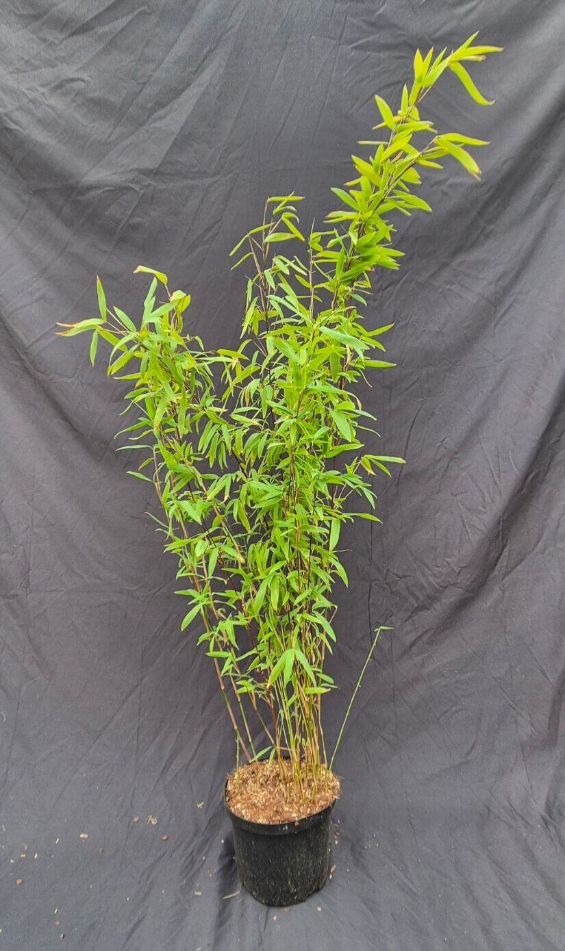 Niet woekerende kleine Nitida Volcano in 2,5 liter pot met hoogte van 75+ centimeter.