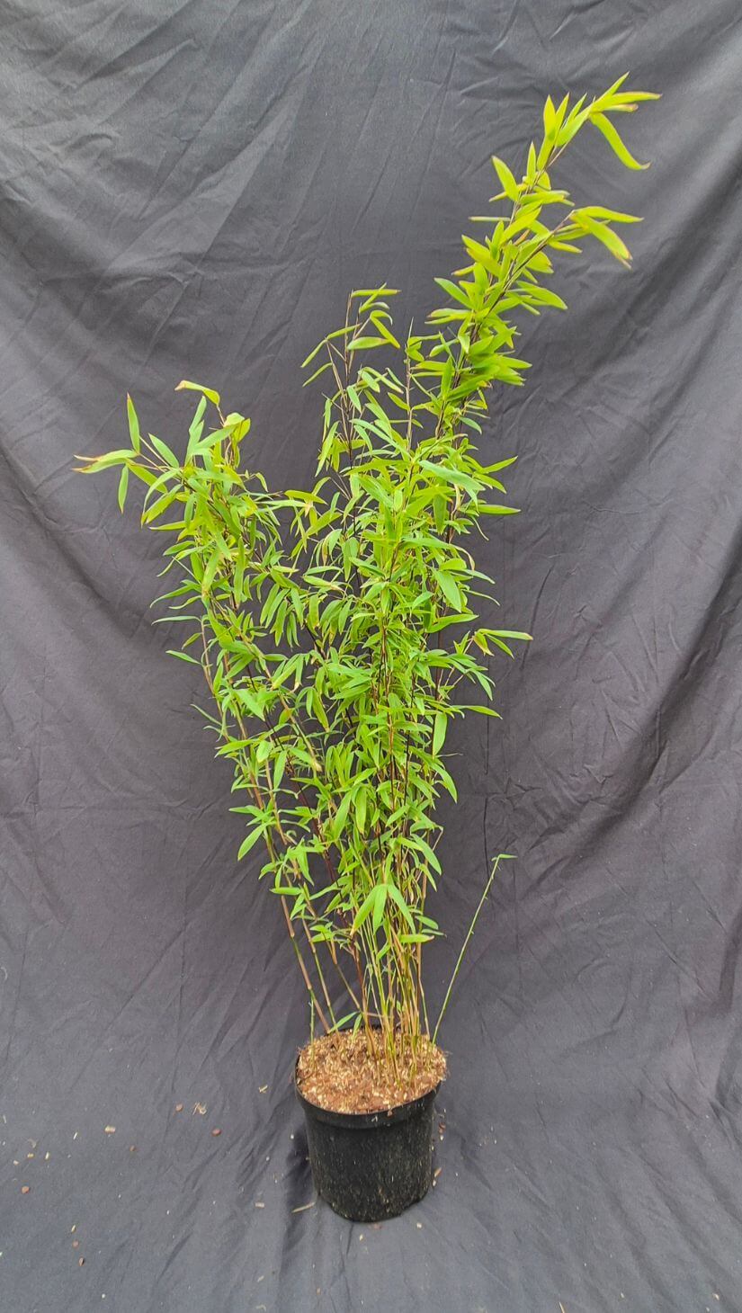 Nitida Volcano 2½ltr 75+ Niet woekerende kleine Nitida Volcano in 2,5 liter pot met hoogte van 75+ centimeter.