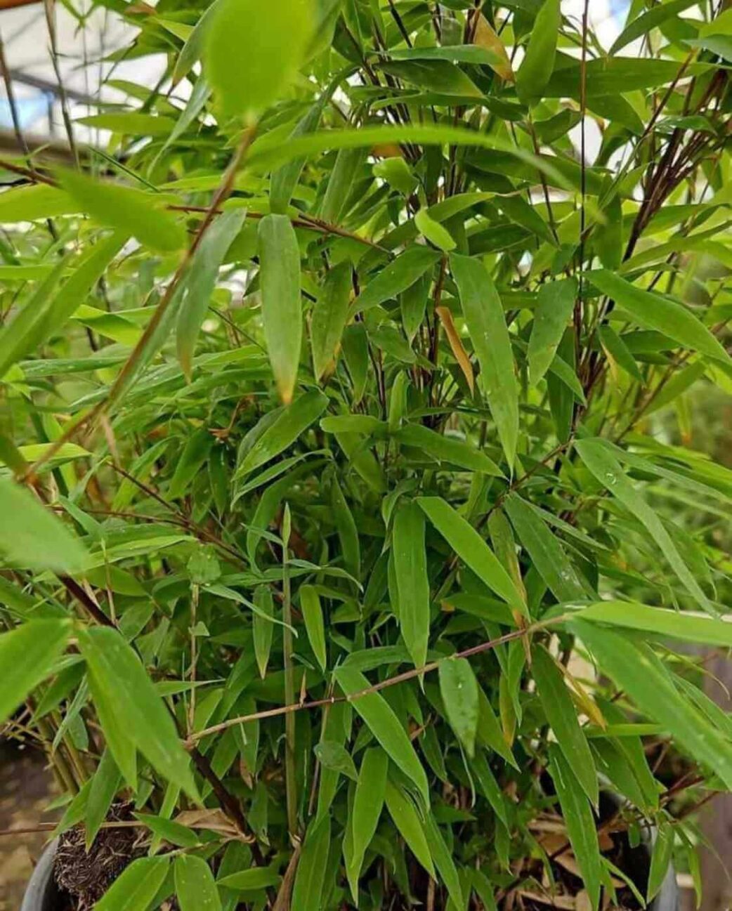 Close-up van de Nitida Volcano bamboe plant.