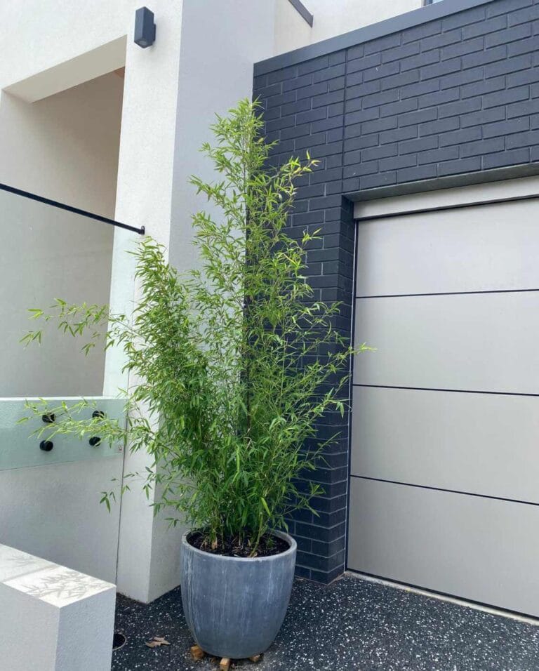 Phyllostachys nigra | Bambou noir | Bambou traçant