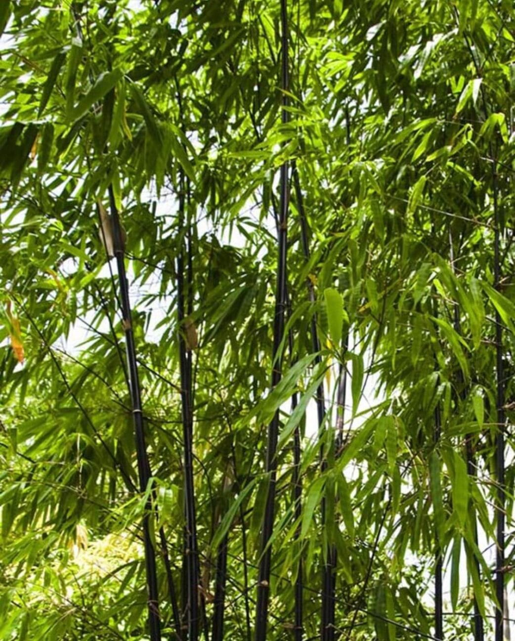 phyllostachys nigra zwarte bamboe plant