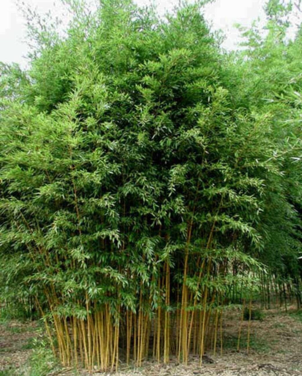 phyllostachys aureosulcata aureocaulis groeiwijze