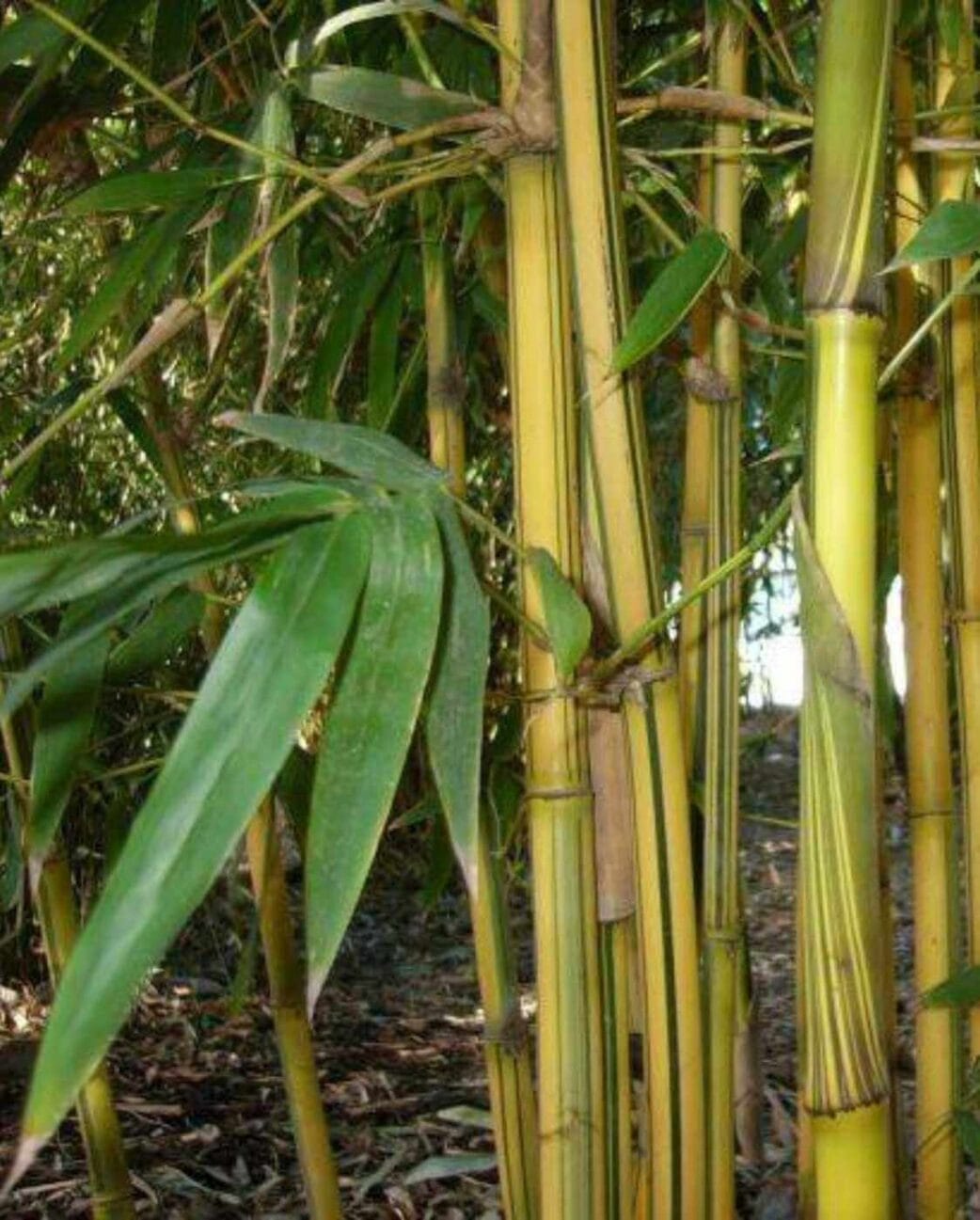 phyllostachys aureosulcata spectabilis halmen