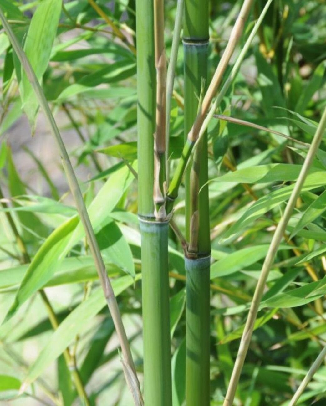 phyllostachys bissetii bamboe plant