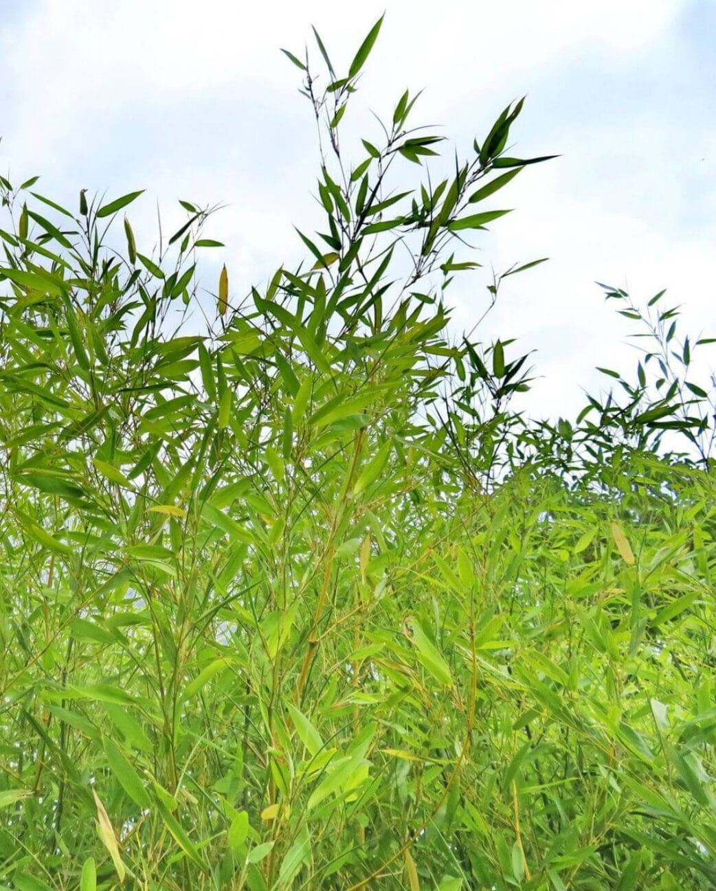 phyllostachys bissetii blad