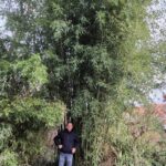 Phyllostachys parvifolia - 10L - 100+ cm