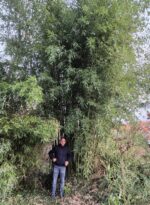 Phyllostachys parvifolia reuzenbamboe - 15L