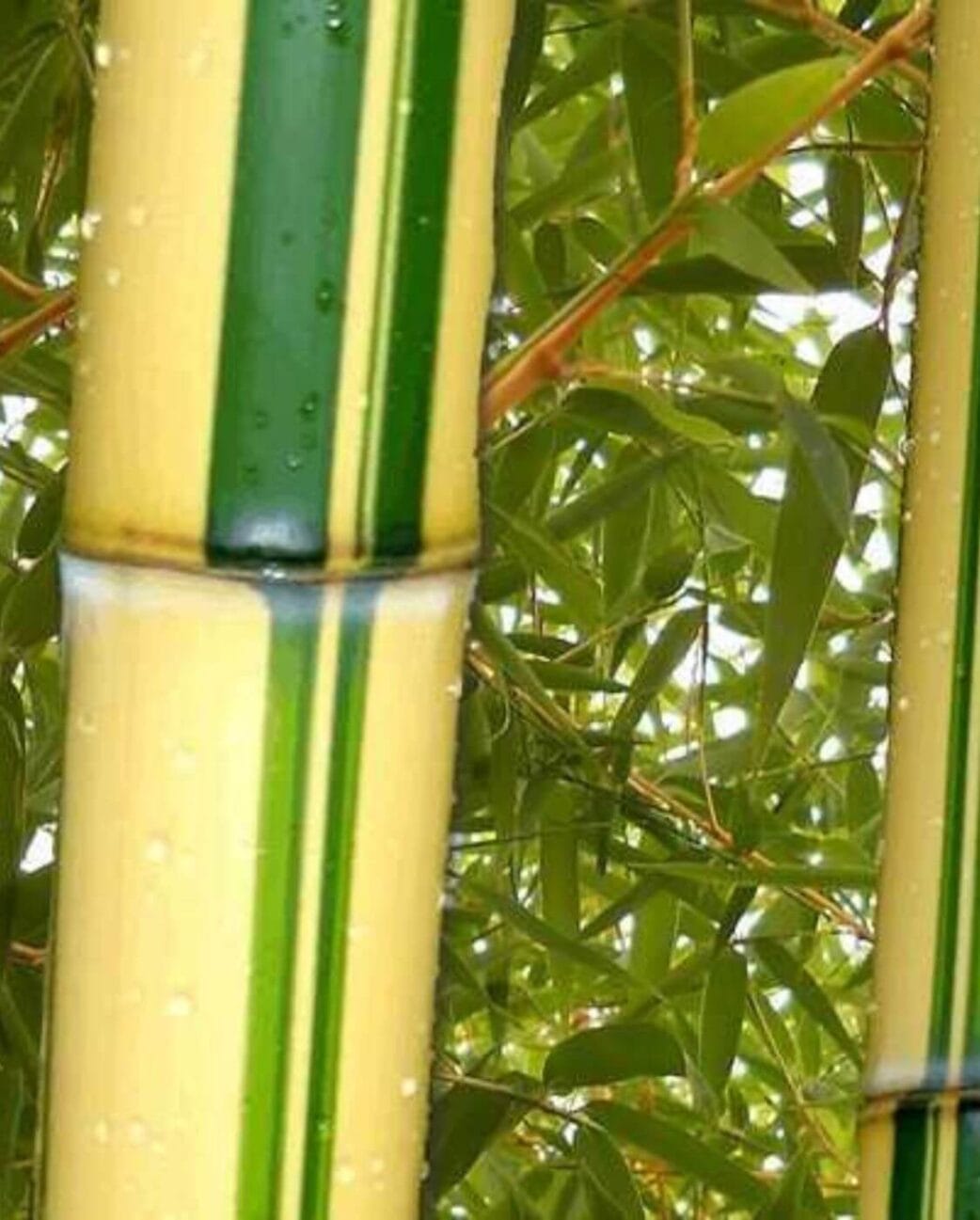 phyllostachys vivax aureocaulis bamboe plant 2